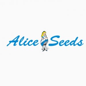 Компания Alice seeds Логотип(logo)